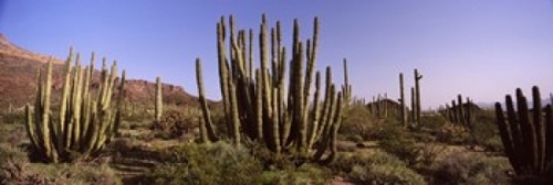 Panoramic Images PPI127408L Organ Pipe cacti - Stenocereus thurberi on