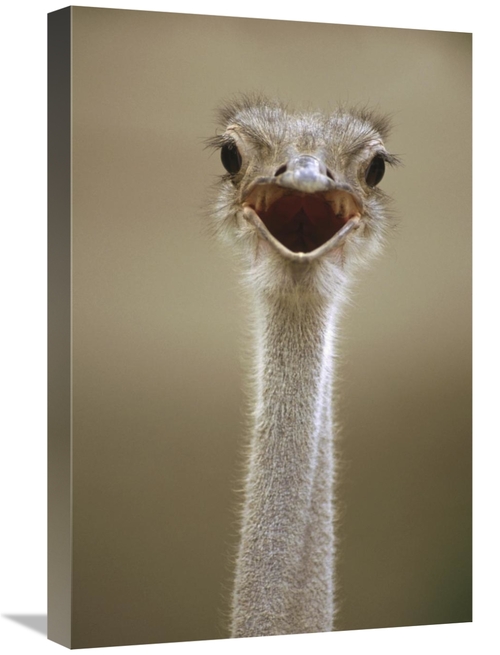 Global Gallery GCS-452906-1624-142 16 x 24 in. Ostrich Female Calling&