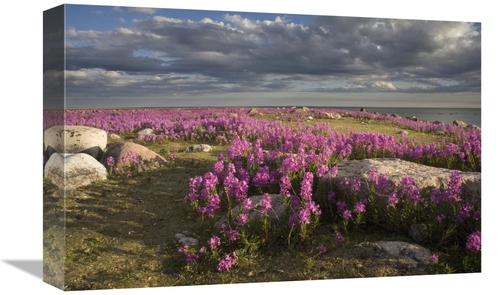 Global Gallery GCS-395404-1218-142 12 x 18 in. Fireweed Covered Island