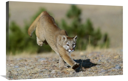 Global Gallery GCS-452287-2436-142 24 x 36 in. Mountain Lion Running&#