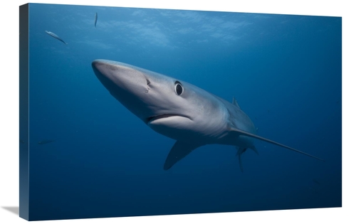 Global Gallery GCS-397477-2030-142 20 x 30 in. Blue Shark, San Die