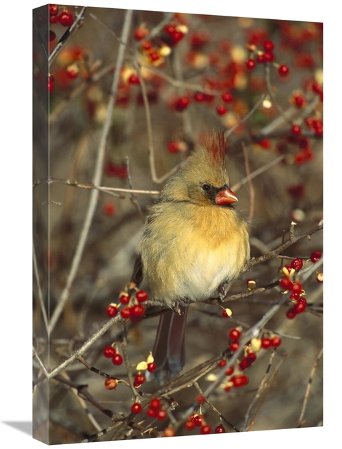 Global Gallery GCS-453298-1624-142 16 x 24 in. Northern Cardinal Femal