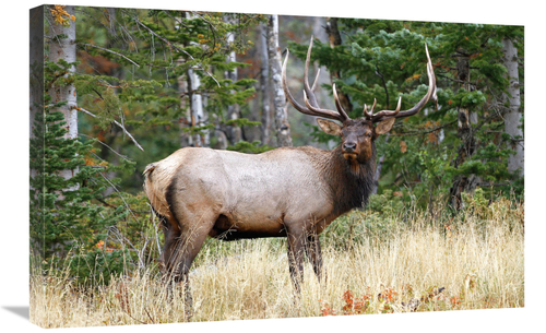 Global Gallery GCS-486491-30-142 30 in. After the Rain Art Print - Vic