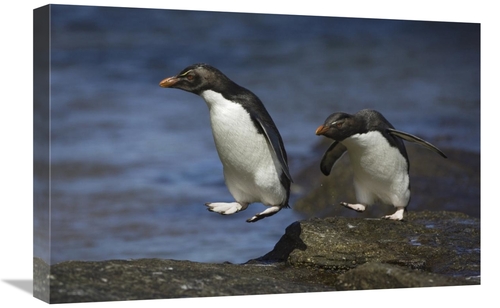 Global Gallery GCS-395850-1624-142 16 x 24 in. Rockhopper Penguin Hopp