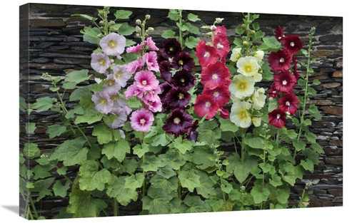 Global Gallery GCS-398331-2030-142 20 x 30 in. Holly Hock Flowers Art 