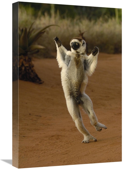 Global Gallery GCS-453041-1624-142 16 x 24 in. Verreauxs Sifaka Hoppin