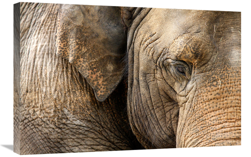 Global Gallery GCS-486533-30-142 30 in. Eye of the Elephant Art Print 