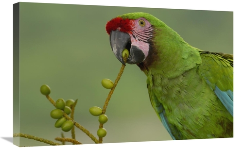 Global Gallery GCS-453216-2030-142 20 x 30 in. Military Macaw Feeding 