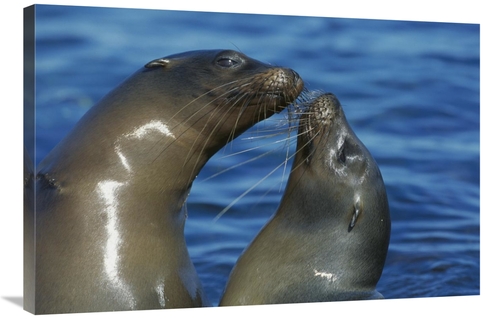 Global Gallery GCS-395600-2436-142 24 x 36 in. Galapagos Sea Lion Fema