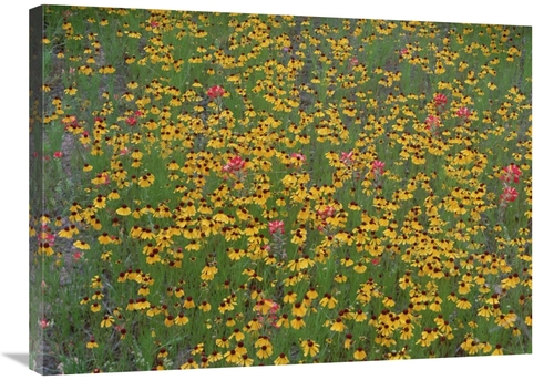 Global Gallery GCS-452044-2432-142 24 x 32 in. Paintbrush & Coreopsis 