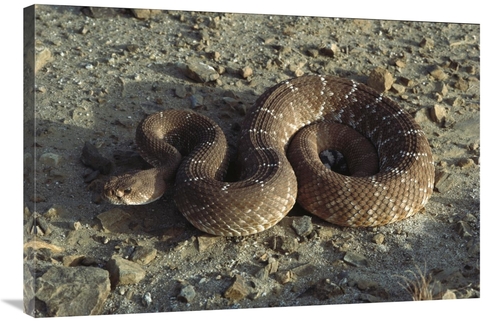 Global Gallery GCS-450733-2436-142 24 x 36 in. Red Rattlesnake, Ba