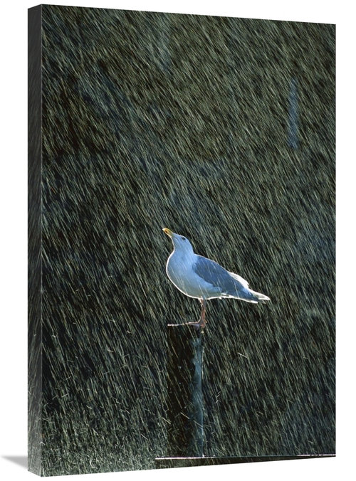 Global Gallery GCS-452534-2030-142 20 x 30 in. Glaucous-Winged Gull in