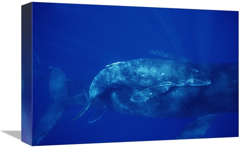 Global Gallery GCS-451040-1218-142 12 x 18 in. Humpback Whale Cow & Ca