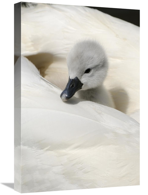 Global Gallery GCS-398176-1624-142 16 x 24 in. Mute Swan Cygnet, o