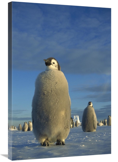 Global Gallery GCS-451737-2436-142 24 x 36 in. Emperor Penguin Chick o