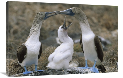 Global Gallery GCS-451233-2436-142 24 x 36 in. Blue-Footed Booby Famil