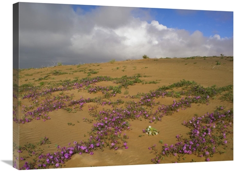 Global Gallery GCS-396407-2432-142 24 x 32 in. Sand Verbena Growing&#4