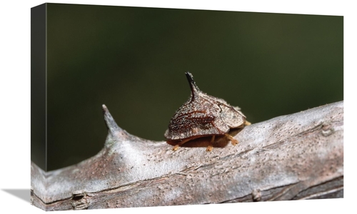 12 x 18 in. Insect Camouflaged As Thorn, Pantanal, Brazil Art 