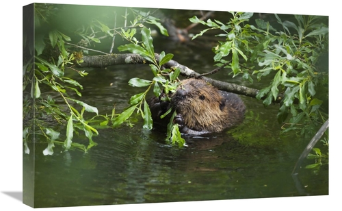 Global Gallery GCS-453619-1624-142 16 x 24 in. American Beaver Eating 