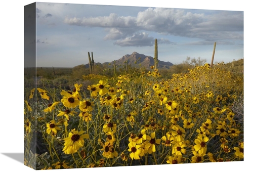 Global Gallery GCS-396690-1216-142 12 x 16 in. Saguaro Cacti & Brittle