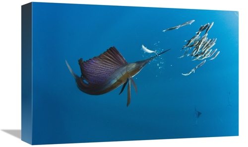 Global Gallery GCS-397925-1218-142 12 x 18 in. Atlantic Sailfish Hunti