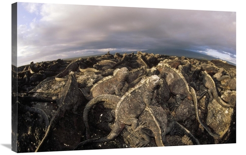 Global Gallery GCS-451392-2436-142 24 x 36 in. Marine Iguana Dense Col