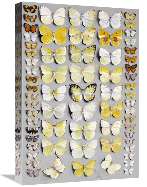 Global Gallery GCS-268488-22-142 22 in. Sixty-Seven Lepidoptera Art Pr