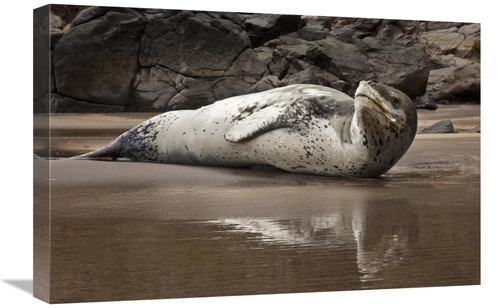Global Gallery GCS-397751-1624-142 16 x 24 in. Leopard Seal on Otaneri