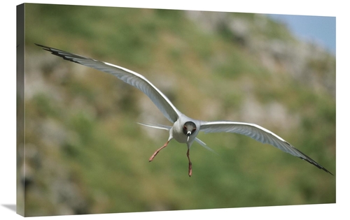 Global Gallery GCS-451267-2436-142 24 x 36 in. Swallow-Tailed Gull Fly