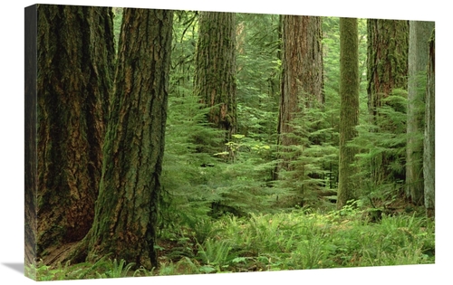 Global Gallery GCS-452926-2030-142 20 x 30 in. Douglas Fir Old Growth 