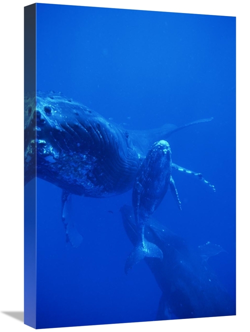 Global Gallery GCS-450935-1624-142 16 x 24 in. Humpback Whale Cow,