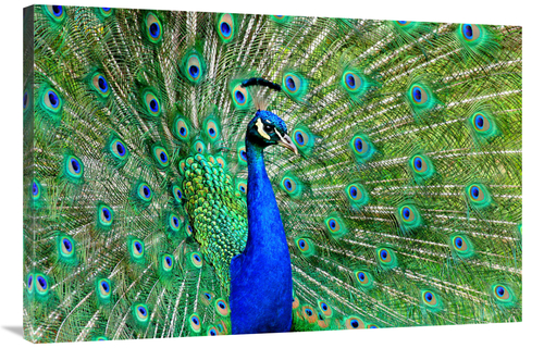 Global Gallery GCS-486597-40-142 40 in. Majestic Peacock II Art Print 