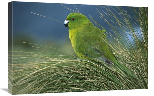 Global Gallery GCS-395639-2030-142 20 x 30 in. Antipodes Parakeet Port