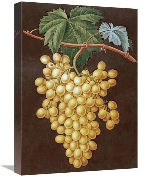 Global Gallery GCS-267785-22-142 22 in. Alexandria Grapes Art Print - 
