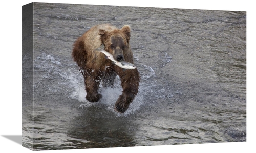 Global Gallery GCS-395393-1218-142 12 x 18 in. Grizzly Bear Young Male