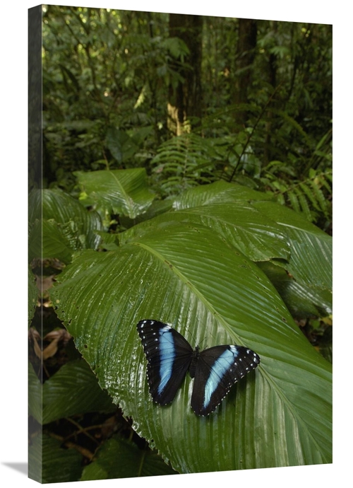 Global Gallery GCS-453164-2030-142 20 x 30 in. Morpho Butterfly Butter