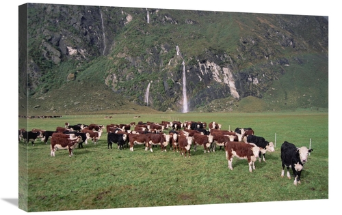 Global Gallery GCS-451534-2030-142 20 x 30 in. Hereford Cattle Herd&#4