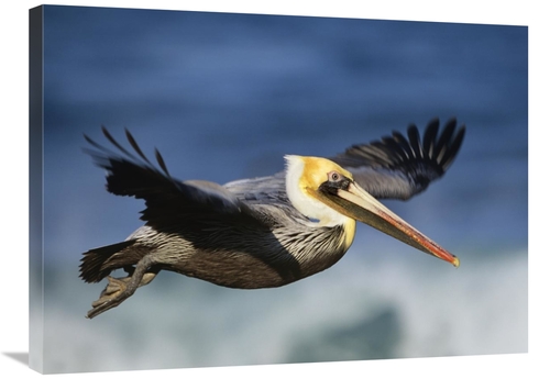 Global Gallery GCS-396044-2432-142 24 x 32 in. Brown Pelican Flying&#4