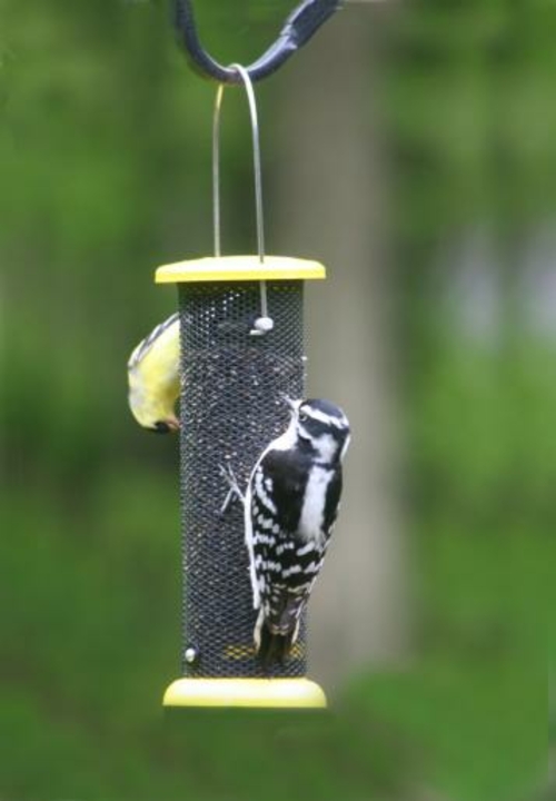 Birds Choice LCNYJER Yellow Metal Nyjer Feeder