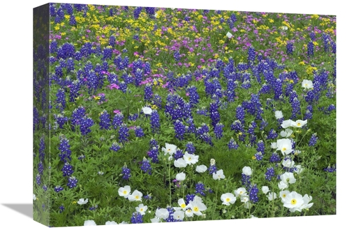 Global Gallery GCS-395946-1216-142 12 x 16 in. Prickly Poppy, Poin