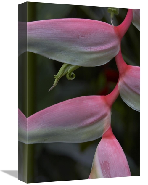 Global Gallery GCS-452181-1218-142 12 x 18 in. Heliconia, Close Up