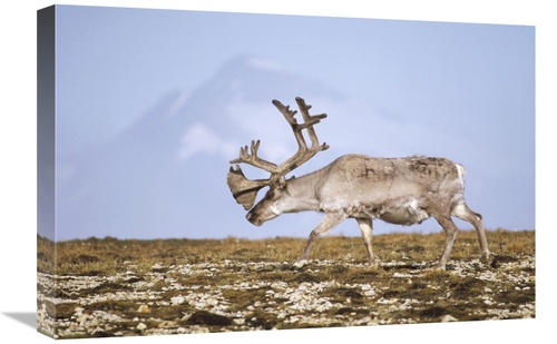 Global Gallery GCS-451305-1624-142 16 x 24 in. Svalbard Reindeer Bull 