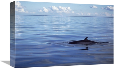 Global Gallery GCS-451023-1218-142 12 x 18 in. Common Minke Whale Dors