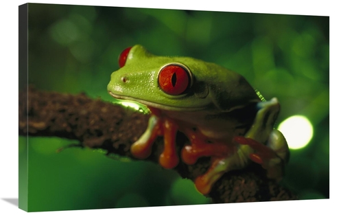 Global Gallery GCS-397508-2030-142 20 x 30 in. Red-Eyed Tree Frog Port