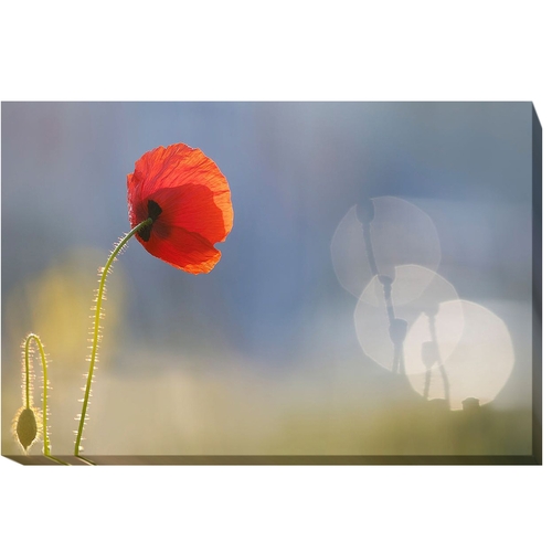 Artistic Home Gallery 3045J757IG Echoes by Roeselien Raimond Premium O