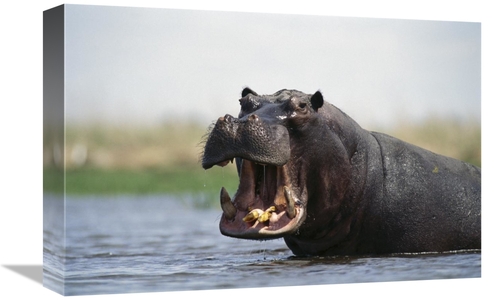 Global Gallery GCS-452981-1218-142 12 x 18 in. Hippopotamus Bull Threa