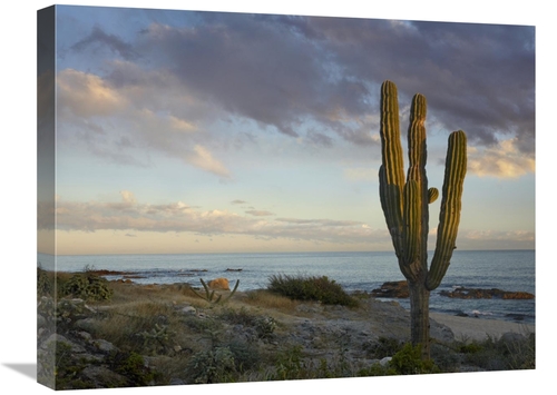 Global Gallery GCS-396259-1824-142 18 x 24 in. Saguaro Cactus at Beach