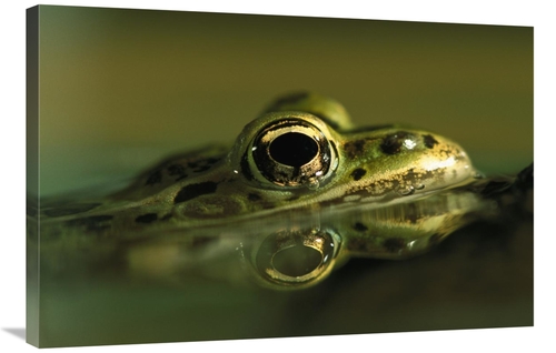 Global Gallery GCS-453373-2436-142 24 x 36 in. Northern Leopard Frog&#