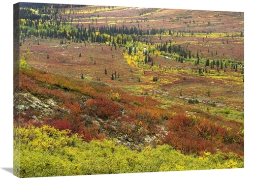 Global Gallery GCS-397060-2432-142 24 x 32 in. Autumn Tundra with Bore