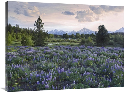 Global Gallery GCS-452244-3040-142 30 x 40 in. Lupine Meadow, Gran